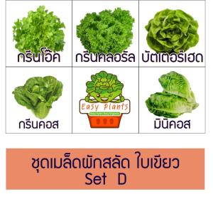 เมล็ดพันธุ์ผักสลัด ชนิดเคลือบ นำเข้า ผักใบเขียว 5 ชนิด จำนวน 110 เมล็ด อัตราการงอก 99% กรีนโอ๊ค บัทเตอร์เฮด กรีนคอรัล มินิคอส กรีนคอส