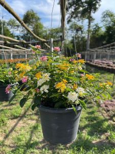 Treeno.9  T196 รวมสี ผกากรอง (Cloth of gold) กระถาง 8 นิ้ว รวมดอกหลายสี  ออกดอกง่าย และสวยงามตลอดทั้งปี โตไว ดอกสวย ไม้ชอบแดด