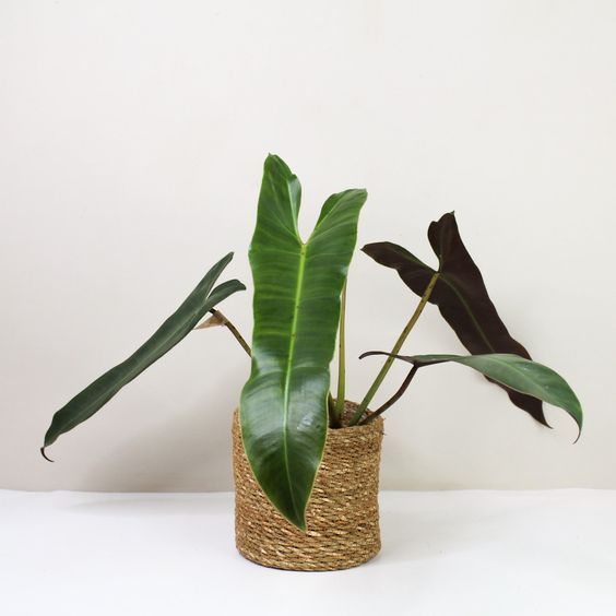 18 inch zz plant 3-5 FT ZZ Plant- NYC, NJ, CT, Boston, Providence, Washington DC, Baltimore,  Philadelphia, Princeton, Long Island, and Upstate NY Local Plant Delivery   Dahing Plants