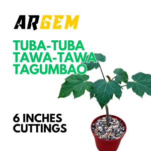 ARGEM 25pcs Tuba-tuba Tagumbao o Tawa-tawa Cuttings for Planting