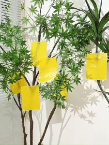 【READY STOCK】INSECT STICKER BOARD 50pcs Double Sides Sticky Trap Board Fruit Fly Glue Boards Bugs Sticky Board