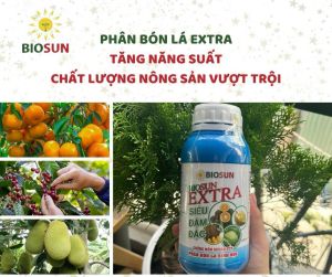 Phân Bón Lá Sinh Học BIOSUN EXTRA 500ml – Siêu Đậm Đặc Lá Xanh Trái To Rễ Khỏe Chống Nấm Nhẹ