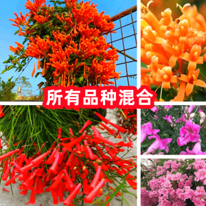 Firecracker Flower Seed 炮仗花种子 鞭炮花 阳台悬挂室外爬藤植物 Balcony Hanging Outdoor Climbing Vine Plant Four Seasons Flowering Long Vine Flower Seed四季开花长藤花卉种籽