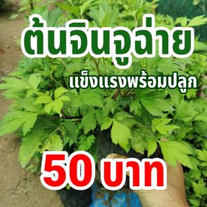 ต้นจิงจูฉ่าย ถุงใหญ่ ถุงละ 50 บาท ต้นโต แข็งแรงพร้อมปลูก จิงจูไฉ่ จินจูฉ่าย สมุนไพรใส่ในต้มเลือดหมู