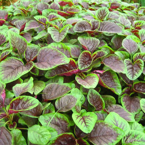 Biji Benih Bayam Separuh Merah(500 Seeds)/圆叶花红苋菜籽/Amaranth Half Red Seeds
