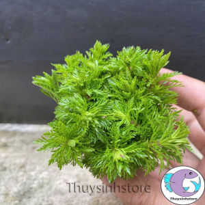 Tiểu bảo tháp thủy sinh cây thủy sinh 15 cây