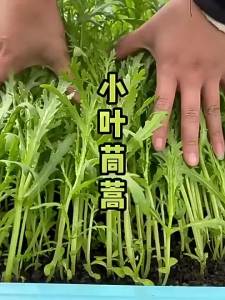 Small-leaf chrysanthemum lettuce chrysanthemum lettuce emperor lettuce vegetables for planting in all four seasons