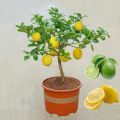 [Fast Growing] Edible Bonsai Lemon Seeds Dwarf （15 Seeds）rare Lemon Fruit Seeds for Planting Fruit Plants Seeds Finger Lime Seeds Heirloom Lemon Tree Seeds Fresh Bonsai Seeds for Planting Vegetable Plants Seedlings Fruit Trees Indoor Plants Real Plants. 