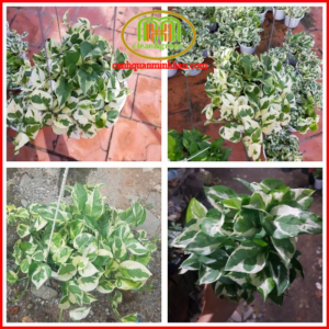 Cây trầu bà cẩm thạch ngọc thủy giỏ treo decor ban công thanh lọc không khí không hoa mà vẫn rất xinh xắn | Minh Hân Garden