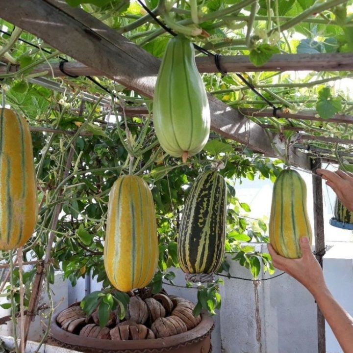 H%E1%BA%A1t%20Gi%E1%BB%91ng%20D%C6%B0a%20Gang%20Cao%20S%E1%BA%A3n%20-%20g%C3%B3i%200,2g(%2050%20h%E1%BA%A1t)%20-%20Image%201