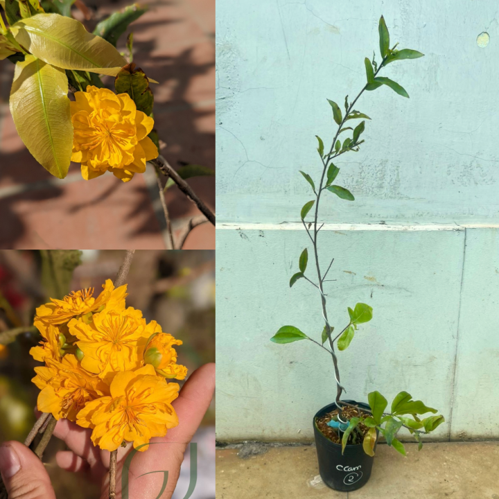 Mai Cúc Cam 24 cánh (Cúc Cam) chuẩn giống, mắt ghép khoẻ