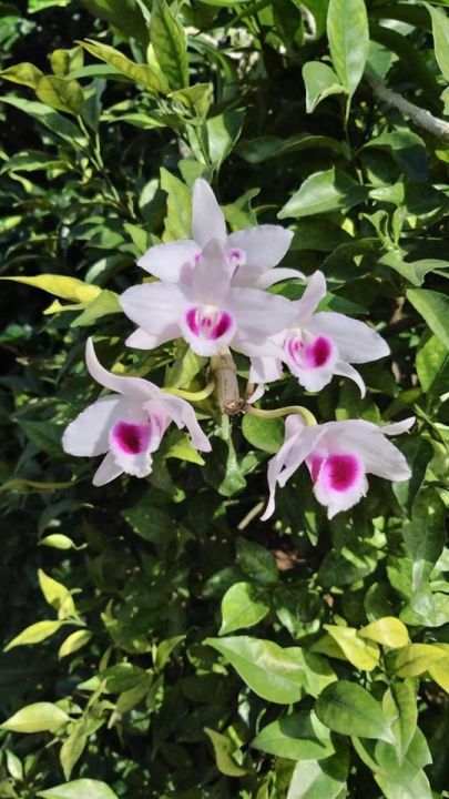 Phi%20%C4%91i%E1%BB%87p%20%C3%A1m%20m%E1%BA%AFt%20%C4%91%E1%BB%8F%20t%C3%A2n%20l%E1%BA%A1c%20h%C3%B2a%20b%C3%ACnh%20-%20Image%205