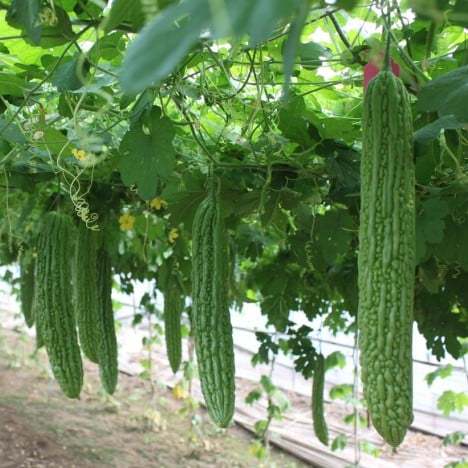M&A PHC (15 seeds) Bitter Gourd Seeds Long Variety Ampalaya Seeds Momordica  Charantia Seeds Plant Fertile Land Bitter Gourd Planting Sunshine Vegetable  Seeds Planting Skills - Lazada | Lazada PH