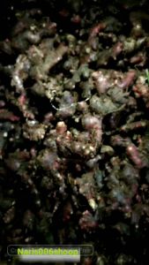 JAHE MERAH ASLI SEGAR KEMASAN 500grm