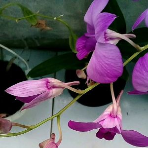 Anggrek Larat - Termurah