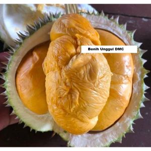 Bibit Durian Ochee Super