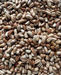 Hạt giống chà là cảnh chà là kiểng - 100 gram