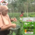 Benih Bibit Terong Bulat Manggis TERONG APEL 500s Cap You Seed. 