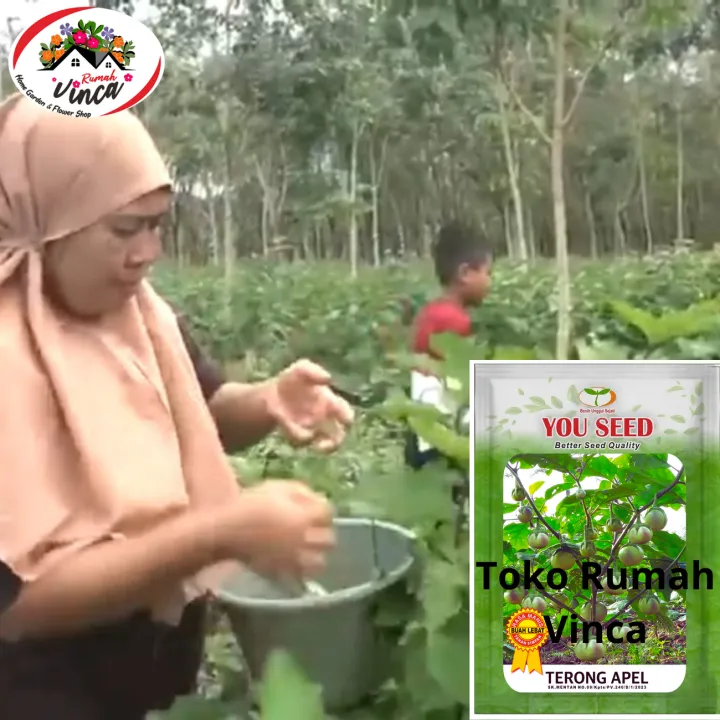 Benih%20Bibit%20Terong%20Bulat%20Manggis%20TERONG%20APEL%20500s%20Cap%20You%20Seed%20-%20Image%207