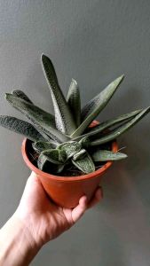 Succulents Gasteria DROGON SKIN size L120 pot