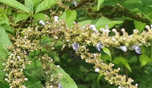 Anak pokok Vitex 5 leave Vitex Negundo Plant pokok bunga untuk Kelulut SUMBER MAKANAN KELULUT - Vitex 5 leave Vitex Negundo Plant pokok bunga untuk Kelulut Bunga Lemuni 5 Daun. (5 Leaf Vitex Species) 五叶荆条 (anak pokok)