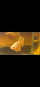 Male Super Gold Mix Betta Ikan Laga