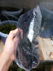 Bio Ball 10 PCS Bioball Rambutan Spike Ukuran 3.8 cm Untuk Media Filter Kolam Aquarium Bisa Bayar Di Tempat Biopom Bol