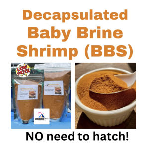 100g Baby Brine Shrimp Eggs fish food for small fish goldfish Fish Food Pellet (Ready to Feed No Need to Hatch)