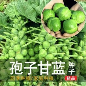 500pcs high-quality kale seeds 优质羽衣甘蓝种子for year-round sowing of vegetable seeds fitness juicing salad vegetables四季播种蔬菜种子健身榨汁沙拉蔬菜