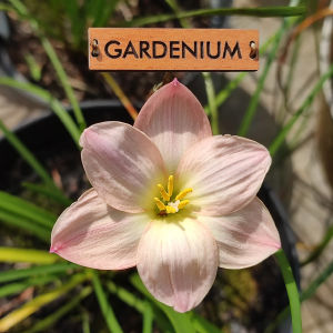 Umbi Bunga Rain Lily Fairy Tales - Rainlily Zephyranthes Hybrid