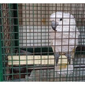 Magnifica Big Parrot Beak and Nail Grinding Volcanic Stone Perch Toy Stainless Steel Core 12 inches