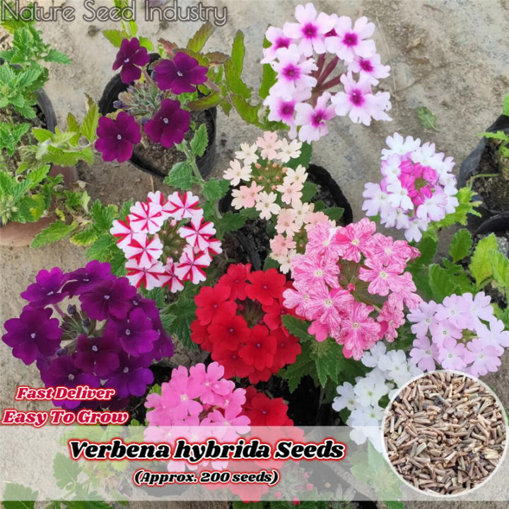 fast-germination-verbena-hybrida-seeds-for-planting-200-seeds-bag