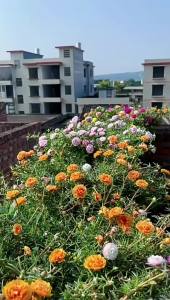 ลูกทานตะวันสองกลีบ คละสี ลูกดอกเจ็ดสี ง่ายต่อการปลูก ลูกทานตะวันในร่มทุกฤดูกาล ขายส่ง