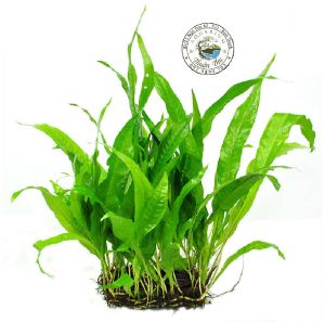 Cây Dương xỉ java thủy sinh / bán cạn loại lớn dài 20-50cm cây thủy sinh hậu cảnh