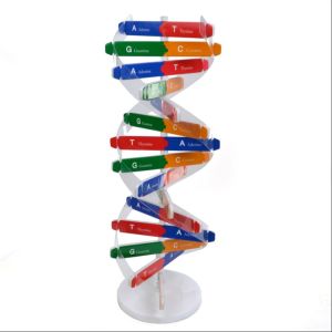 Model DNA / Model Double Helix DNA / Deoxyribonucleic Acid Model Untuk Edukasi Sains