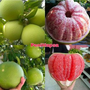 Bibit Jeruk Bali Madu Jumbo Hasil Okulasi Siap berbuah