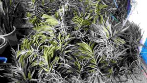 5 Cây lan giống Mokara(cao20-30cm) đỏvàngtímhồngtrắng-SHOP148