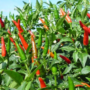 Hạt giống Ớt chỉ thiên siêu cay Độ thuần >99% Xuất xứ Việt nam