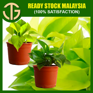 【FAST SHIPPING】MONEY PLANT EPIPREMNUM AUREUM GOLD Plant 绿萝/万年青"