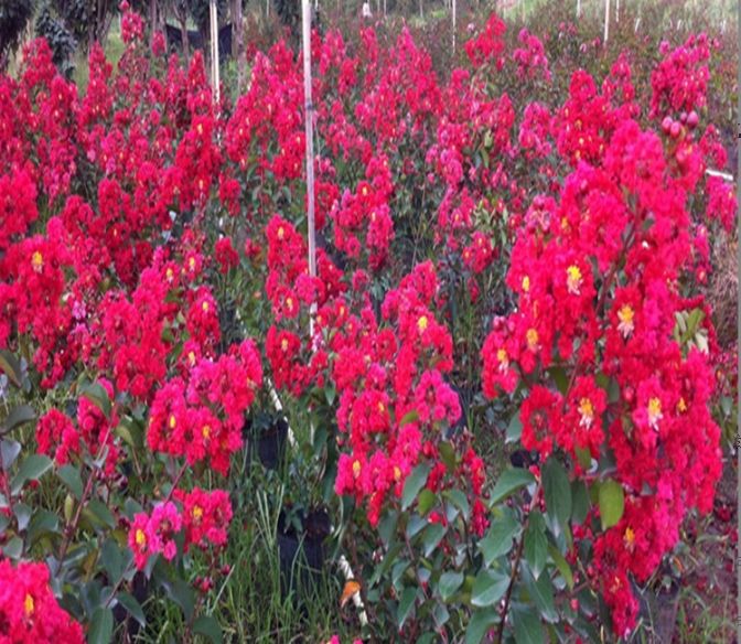 Crape Myrtle Seed Garden American red rocket crape Myrtle hundred days ...