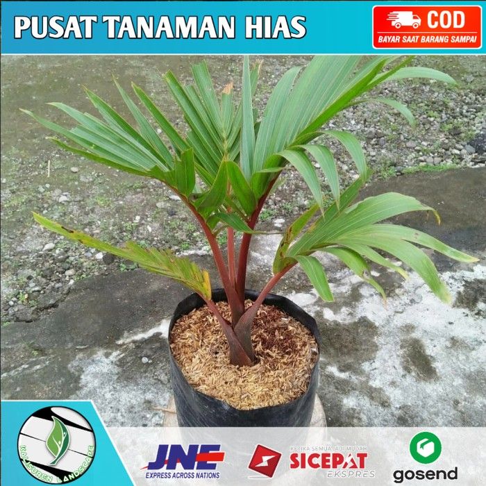 Tanaman hias palm botol Merah - palem botol indoor/outdoor 50cm ...