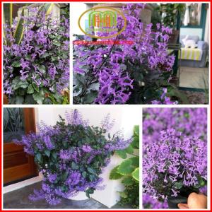 Hoa oải hương mona lavender dễ trồng chịu nắng cực tốt sai hoa nở hoa quanh năm