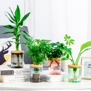 Water Plant Pot Plastic Transparent Hydroponic Small Pots for Indoor Water Garden or Plants Lazy Flower Pot Automatic Water Absorbing Self-Watering Flowerpot Soilless Planting Gardening Planter Home Decor