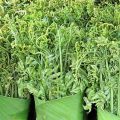 Daun Pakis Sayur Murah. 