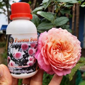 Phân Bón Lá Hoa Hồng Flower Power:  Mập Thân Xanh Lá Hoa To Phục Hồi Cây Cẵn Cỗi