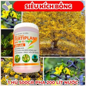 FERTIPLANT 10-52-10+TE SIÊU LÂN CHO MAI VÀNG | Kích Mầm Hoa – Ra Hoa Đồng Loạt – Dưỡng Nụ Khỏe – Ra Đúng Tết – Nhập Khẩu Đức – 500G