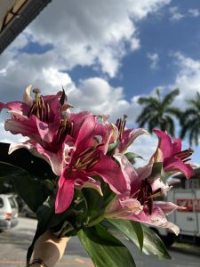 Fresh Flower Fresh Lily Red Maroon Multi Bud Easy to Take Care 5stalks/10stalks