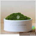 Bột Nước Ép Cỏ Lúa Mạch (Đại Mạch) Hữu Cơ Terrasoul Superfoods Organic Barley Grass Juice Powder, 141g & 454g. 