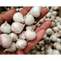 Biji Benih Bawang Putih Tunggal LANANG White ONION Seed - 10 Seed. 
