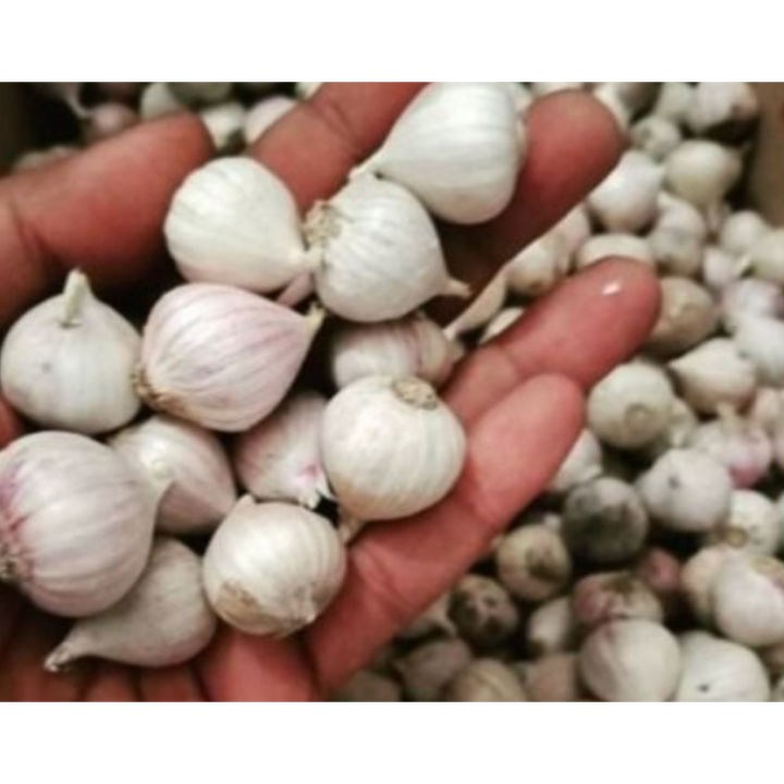 Biji Benih Bawang Putih Tunggal LANANG White ONION Seed - 10 Seed
